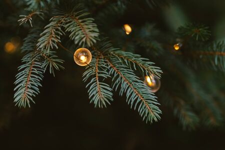 Fluffy branches of a spruce or fir-tree with christmas lights. Christmas wallpaper or postcard concept. Close-up. Place for text.の写真素材