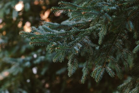 Fluffy branches of a spruce or fir-tres. Christmas wallpaper or postcard concept. Close-up. の写真素材
