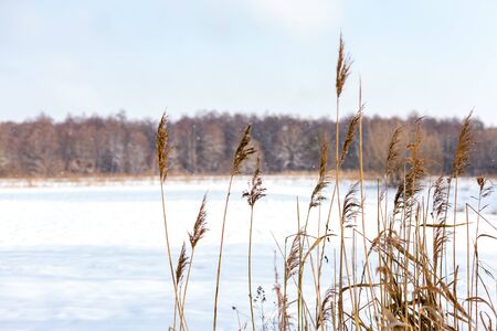 Winter landscape with reeds and falling snow. Winter background or wallpaper.の写真素材
