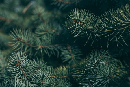 Fluffy branches of a spruce or fir-tree. Christmas wallpaper or postcard concept.  Close-up.の写真素材