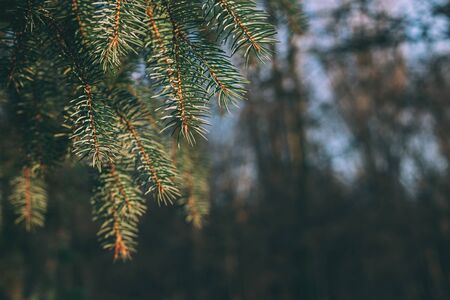 Fluffy branches of a spruce or fir-tree in the forest on a sunny day.  Close-up. Selective focus.