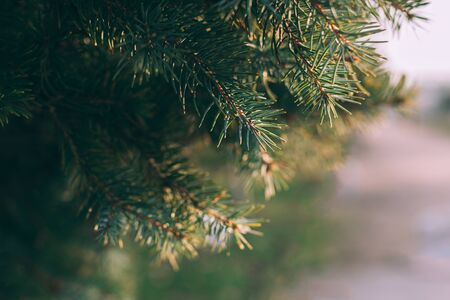 Fluffy branches of a spruce or fir-tree in the park on a sunny day.  Close-up. Selective focus.の写真素材