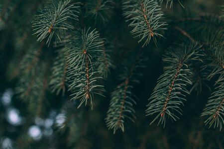 Fluffy branches of a spruce or fir-tree. Christmas wallpaper or postcard concept.  Close-up.の写真素材