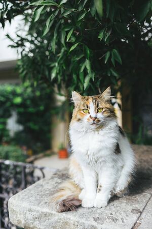 Fluffy multicolored cat on the street of Istanbul.