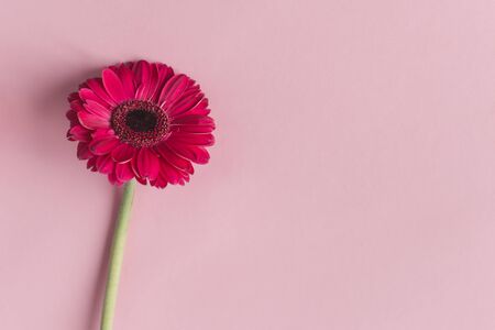 Beautiful pink gerbera flower on a pastel pink background. Greeting card for valentine's or mother's...