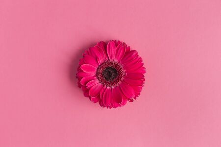 Beautiful bright pink gerbera flowers on a pink background. Close-up. Place for text.の写真素材