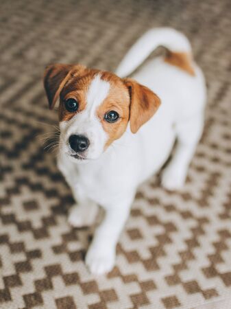  Adorable puppy Jack Russell Terrier on the capet at home. Portrait of a little dog. の写真素材