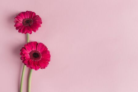 Beautiful pink gerbera flowers on a pastel pink background. Greeting card for valentine's or mother's day. Place for text.の写真素材