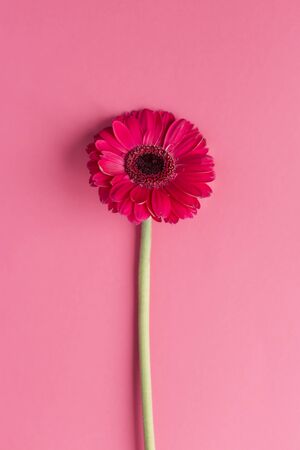 Beautiful pink gerbera flower on a bright pink background. Greeting card for valentine's or mother's day. Place for text.の写真素材