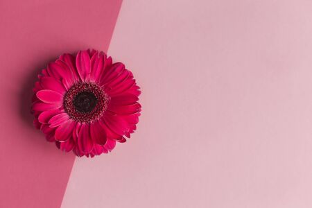 Beautiful bright pink gerbera flowers on a pastel pink background. Close-up. Place for text. Greeting card for valentine's or mother's day. の写真素材