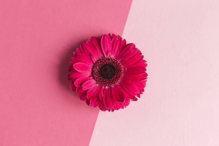 Beautiful bright pink gerbera flowers on a pastel pink background. Close-up. Place for text. Greeting card for valentine's or mother's day. の写真素材