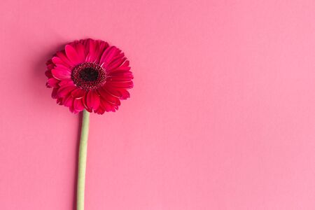 Beautiful bright pink gerbera flowers on a pink background. Close-up. Place for text. Greeting card for mother's day. の写真素材