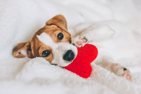 Adorable puppy Jack Russell Terrier with red heart on white blanket. Greeting card for Valentine's day. の写真素材
