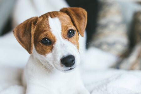 Adorable puppy Jack Russell Terrier on the sofa. Portrait of a little dog. の写真素材