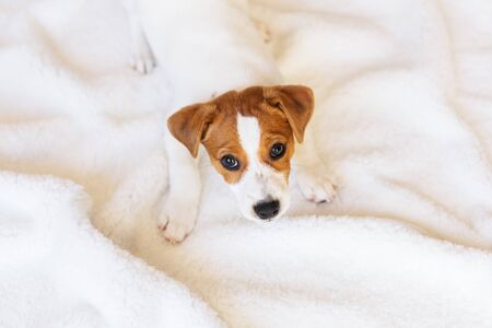 Adorable puppy Jack Russell Terrier on the white blanket. Top view. Portrait of a little dog. の写真素材