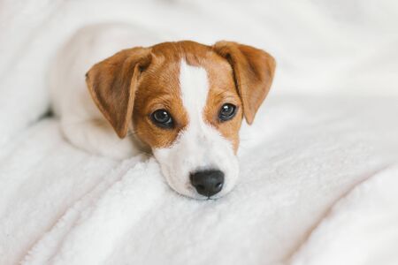 Adorable puppy Jack Russell Terrier on the white blanket. Portrait of a little dog. の写真素材