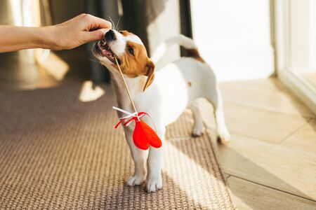 Cute puppy Jack Russell Terrier holding a red heart. の写真素材