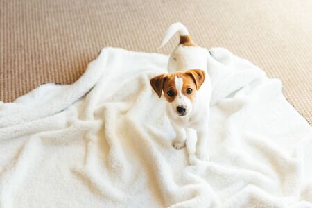 Adorable puppy Jack Russell Terrier on the white blanket at home.  Place for text.の写真素材