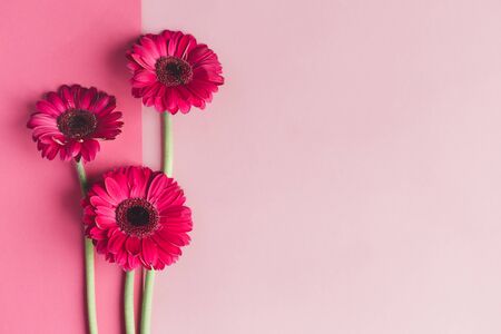 Beautiful pink gerbera flowers on a pastel pink background. Greeting card for valentine's or mother's day. Place for text.の写真素材