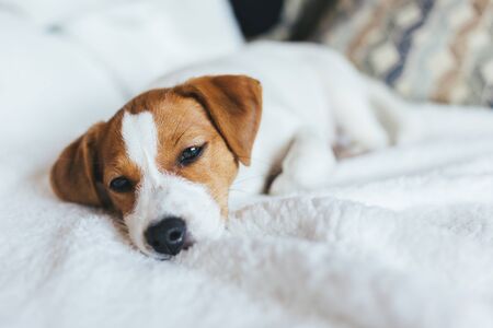 Adorable puppy Jack Russell Terrier laying on the white blanket. Portrait of a little dog.の写真素材