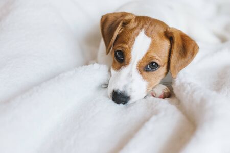 Adorable puppy Jack Russell Terrier laying on the white blanket. Portrait of a little dog.の写真素材
