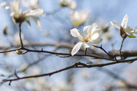 Beautiful white magnolia flowers on a tree with blue sky.  Selective focus. の写真素材