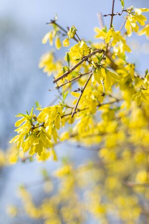 Amazing yellow Forsythia flowers and blue sky. Golden Bell, Border Forsythia  blooming in spring garden. Selective focus.の写真素材