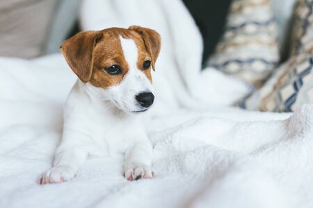 Adorable puppy Jack Russell Terrier laying on the white blanket. Portrait of a little dog.の写真素材