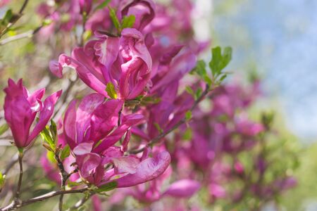 Beautiful pink magnolia flowers on a tree in a park.  Spring flowers. Selective focus.の写真素材