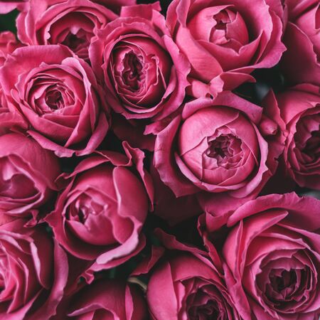 Pink roses for background. Selective focus. の写真素材