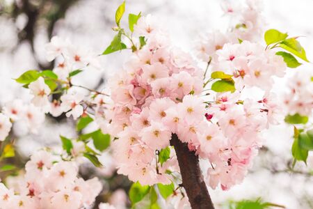 Amazing pink cherry blossoms on the Sakura tree. Beautiful spring tree.の写真素材
