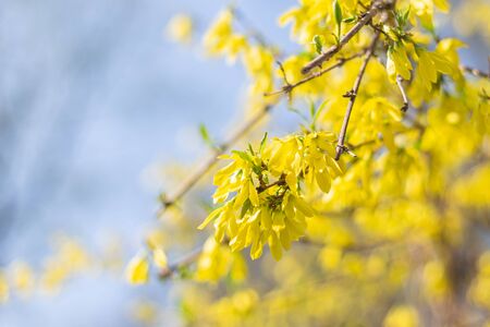Amazing yellow Forsythia flowers and blue sky. Golden Bell, Border Forsythia  blooming in spring garden. Selective focus. Place for text.の写真素材