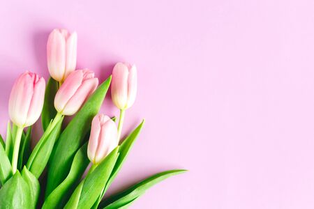 Tender pink tulips on pastel violet background. Greeting card for Women's day. Flat lay. Place for text.の写真素材