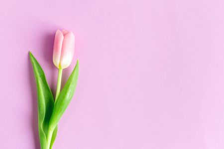 Tender pink tulip on pastel violet background. Greeting card for Women's day. Flat lay. Place for text.の写真素材