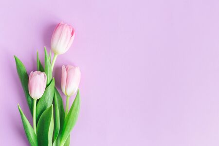 Tender pink tulips on pastel violet background. Greeting card for Women's day. Flat lay. Place for text.の写真素材