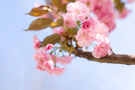 Amazing pink cherry blossoms on the Sakura tree. Beautiful spring tree.の写真素材