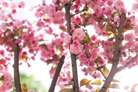 Branches of Sakura tree in a sunlight. Amazing pink cherry blossoms. Selective focus.の写真素材