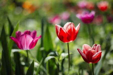 Beautiful red and pink tulips in a spring garden. Selective focus.の写真素材