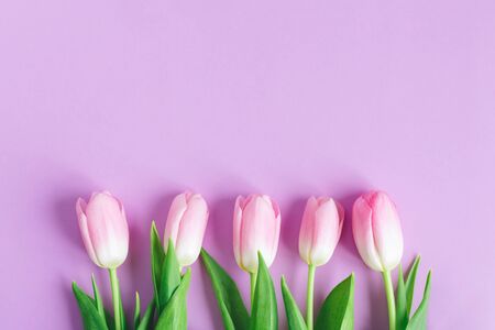 Tender pink tulips on pastel violet background. Greeting card for Women's day. Flat lay. Place for text.の写真素材