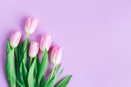 Tender pink tulips on pastel violet background. Greeting card for Women's day. Flat lay. Place for text. の写真素材
