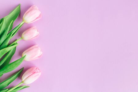 Tender pink tulips on pastel violet background. Greeting card for Women's day. Flat lay. Place for text. の写真素材