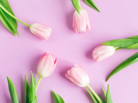 Tender pink tulips on pastel violet background. Greeting card for Women's day. Flat lay. Place for text. の写真素材