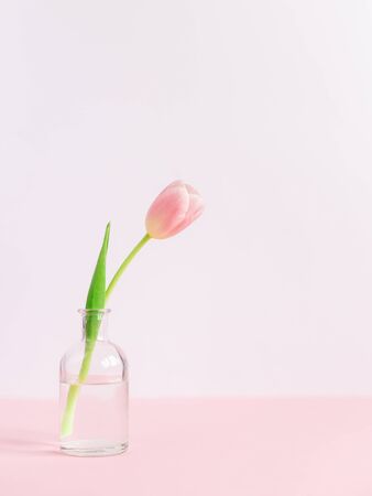 Tender pink tulip in a bottle. Minimal conceptfor spring.  Place for text. の写真素材