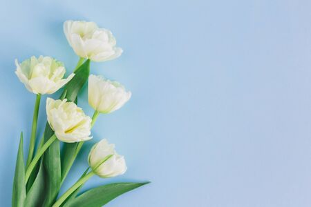 Tender cream tulips on pastel blue background. Greeting card for Women's day. Flat lay. Place for text. の写真素材