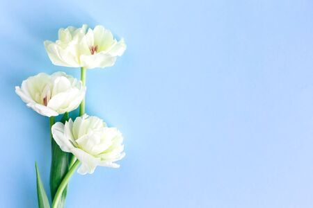 Tender cream tulips on pastel blue background. Flat lay. Place for textの写真素材