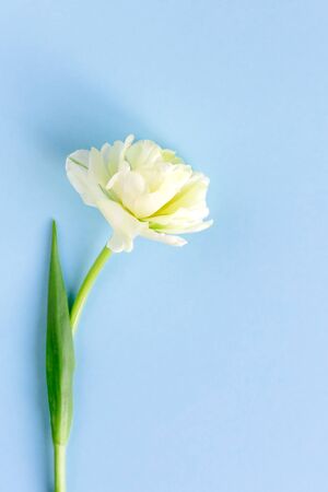 Tender cream tulip on pastel blue background. Greeting card for Women's day. Flat lay. Place for text. の写真素材