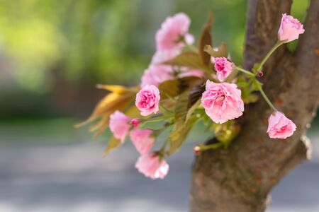 Amazing pink cherry blossoms on the Sakura tree. Beautiful spring tree.の写真素材