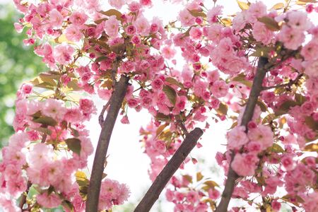 Branches of Sakura tree in a sunlight. Amazing pink cherry blossoms. Selective focus.の写真素材