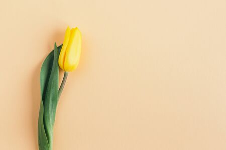 Tender yellow tulip on pastel peach background. Flat lay. Place for textの写真素材