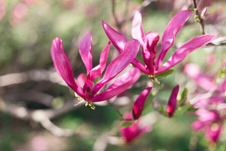 Beautiful pink magnolia flowers on a tree in a park.  Spring flowers. Selective focus. の写真素材